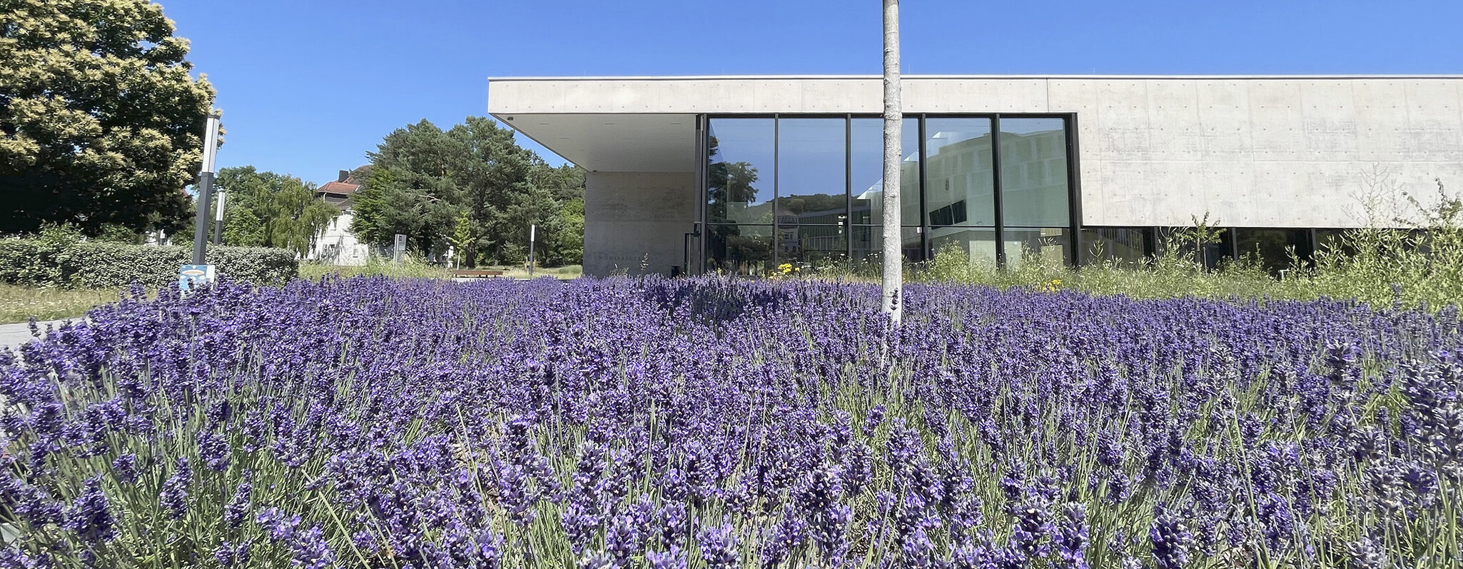 Lavendelfeld vor den neuen Hörsaalgebäude